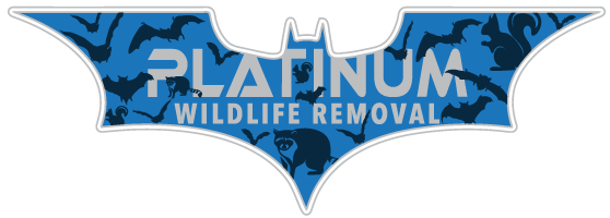 Toledo wildlife removal